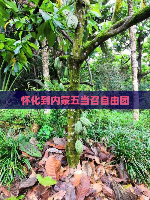 怀化到内蒙五当召自由团