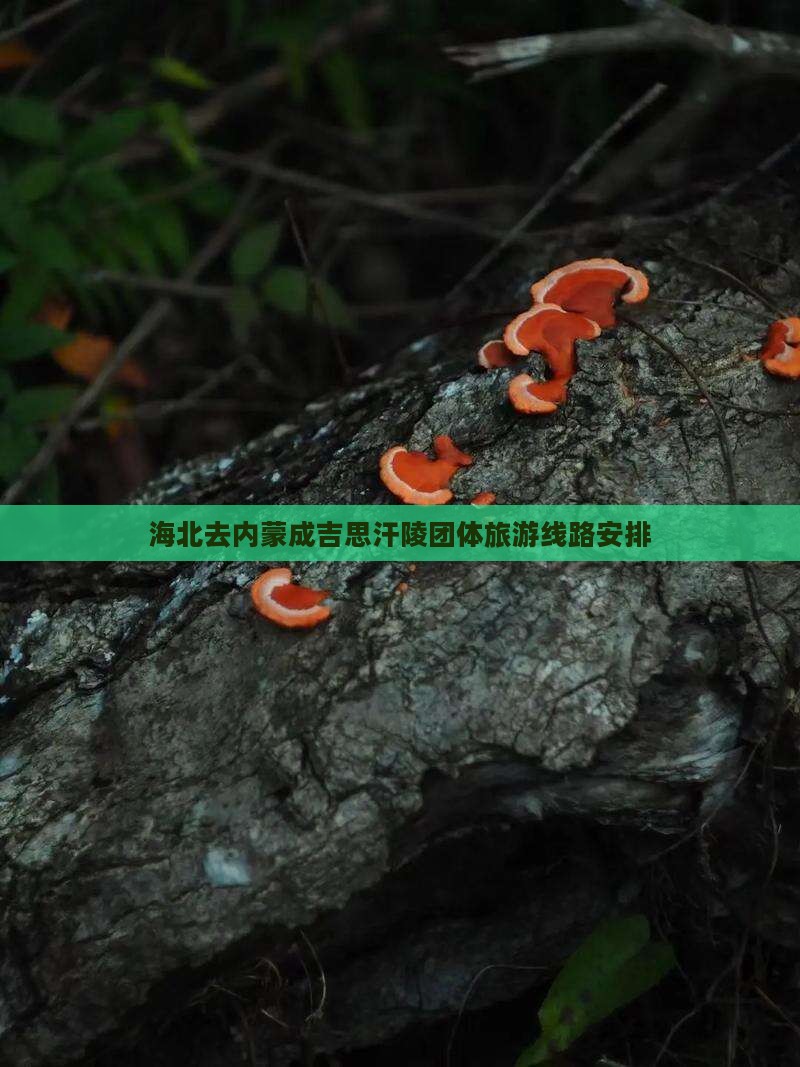 海北去内蒙成吉思汗陵团体旅游
