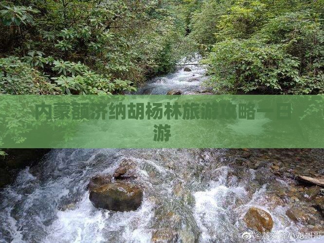 泰州去内蒙额济纳胡杨林一日游