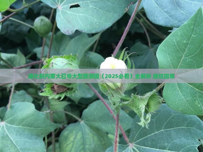 通化到内蒙大召寺大型旅游团