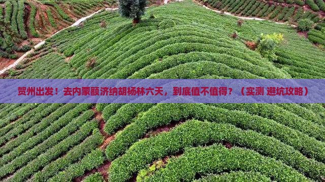 贺州去内蒙额济纳胡杨林六日游