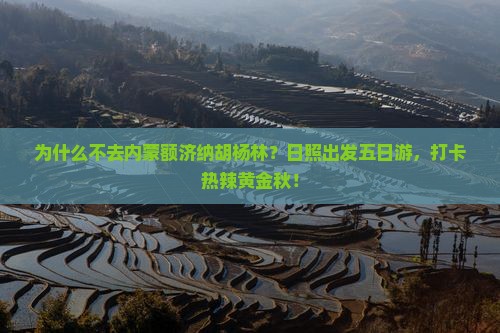 日照去内蒙额济纳胡杨林五日游