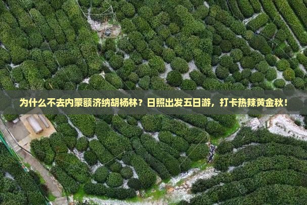 日照去内蒙额济纳胡杨林五日游