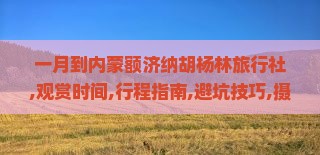 一月到内蒙额济纳胡杨林旅行社