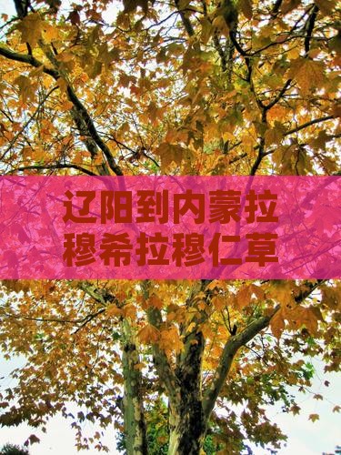 辽阳到内蒙希拉穆仁草原团体旅游