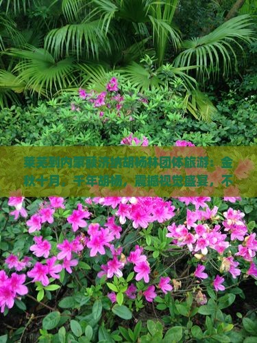 莱芜到内蒙额济纳胡杨林团体旅游