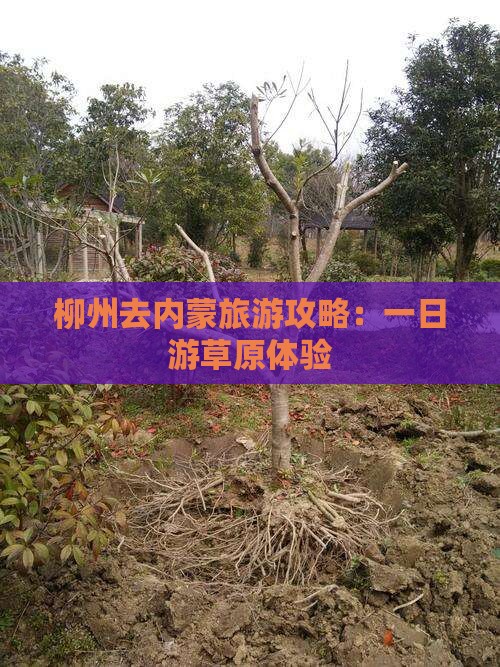 柳州去内蒙一日游