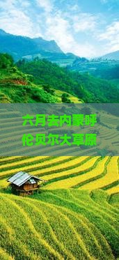 六月到内蒙呼伦贝尔大草原二日游