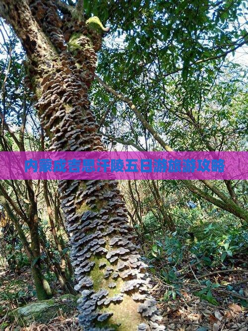 黄石到内蒙成吉思汗陵五日游