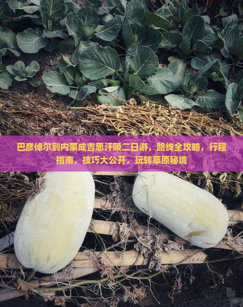 巴彦倬尔到内蒙成吉思汗陵二日游