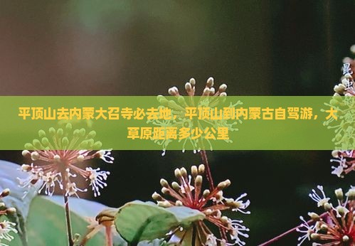 平顶山去内蒙大召寺必去地