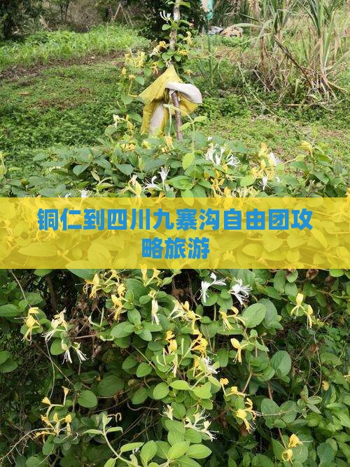 铜仁到四川九寨沟自由团