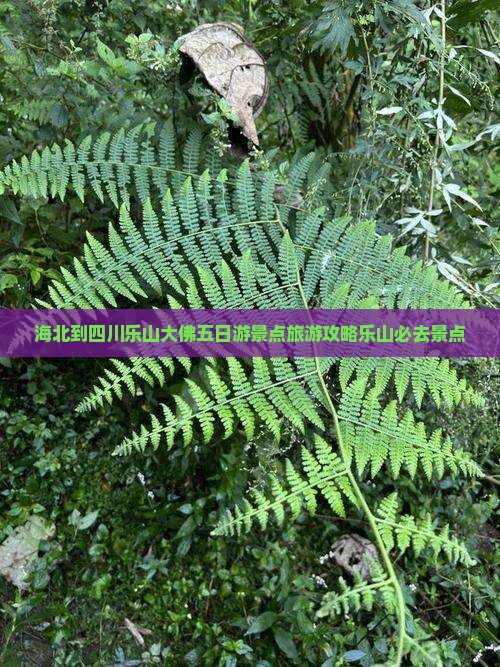 海北去四川乐山大佛五日游 海北去四川乐山大佛五日游