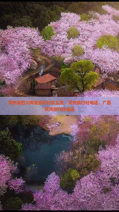 贺州去四川黄龙旅行社
