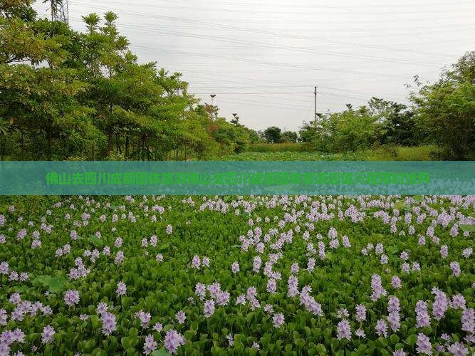 佛山去四川成都团体旅游