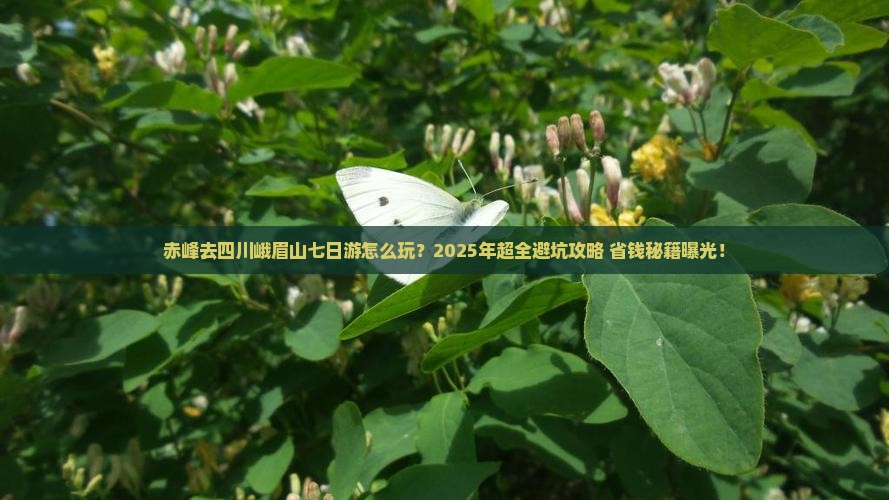 赤峰去四川峨眉山七日游