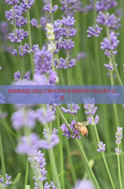 景德镇去四川乐山大佛六日游