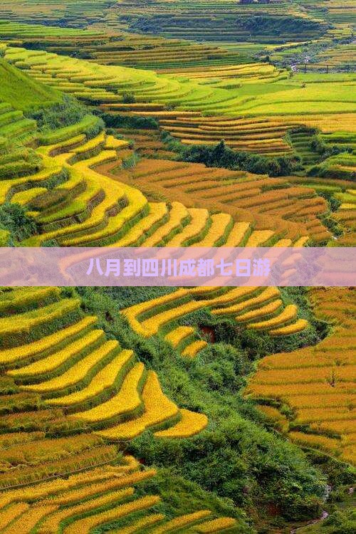 八月到四川成都七日游