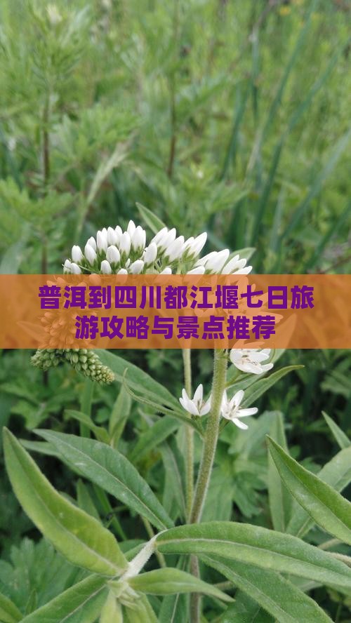 普洱到四川都江堰七日游