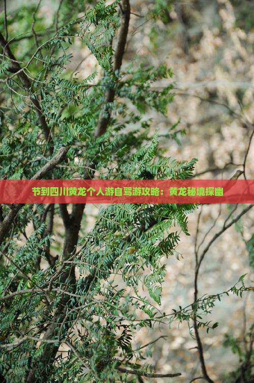 中秋节到四川黄龙个人游