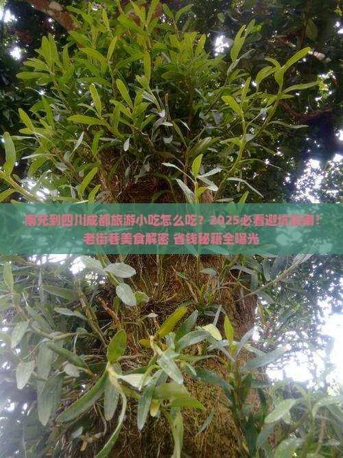 南充到四川成都旅游小吃