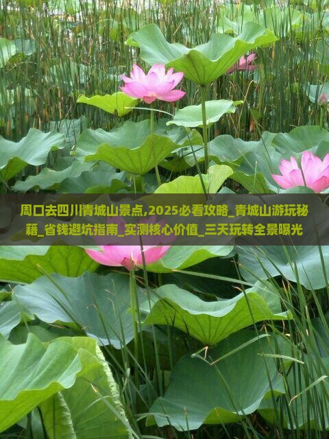 周口去四川青城山景点