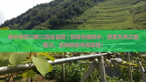 衡水到四川都江堰自由团