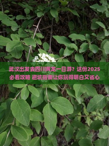武汉去四川黄龙一日