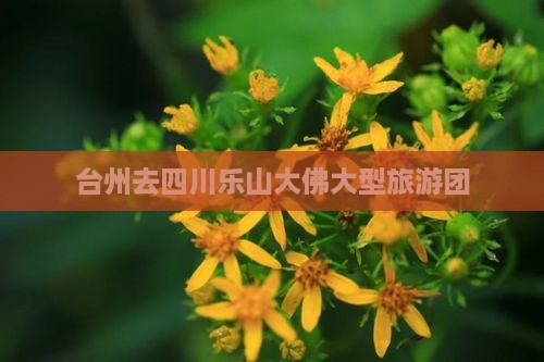 台州去四川乐山大佛大型旅游团