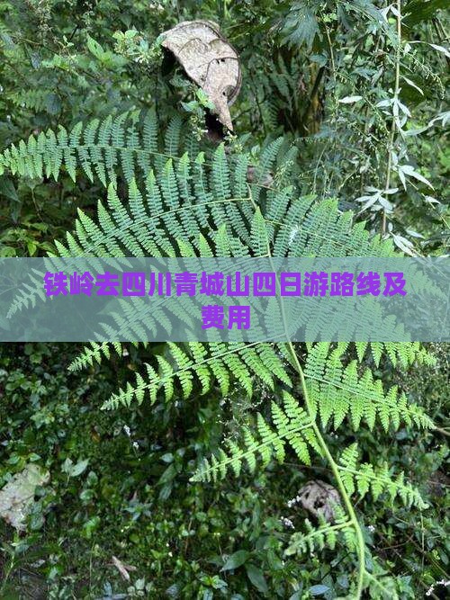 铁岭去四川青城山四日游