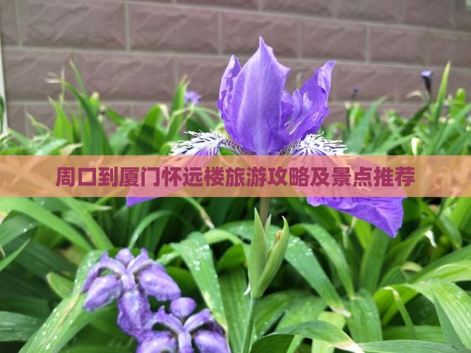 周口到厦门怀远楼旅游小吃