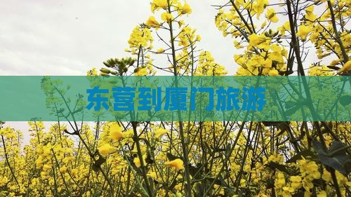 东营到厦门旅游
