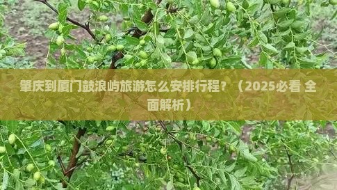 肇庆到厦门鼓浪屿旅游