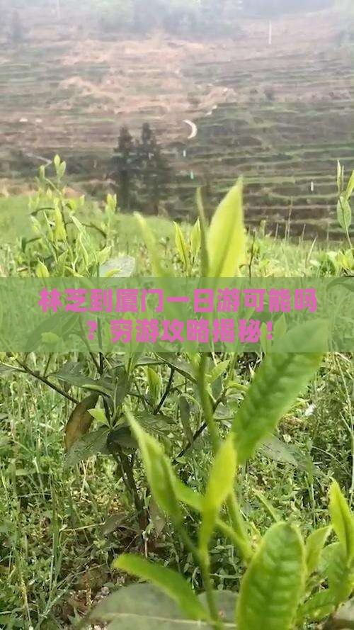 林芝到厦门一日