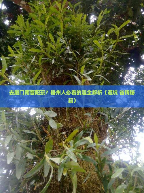 梧州去厦门南普陀景点