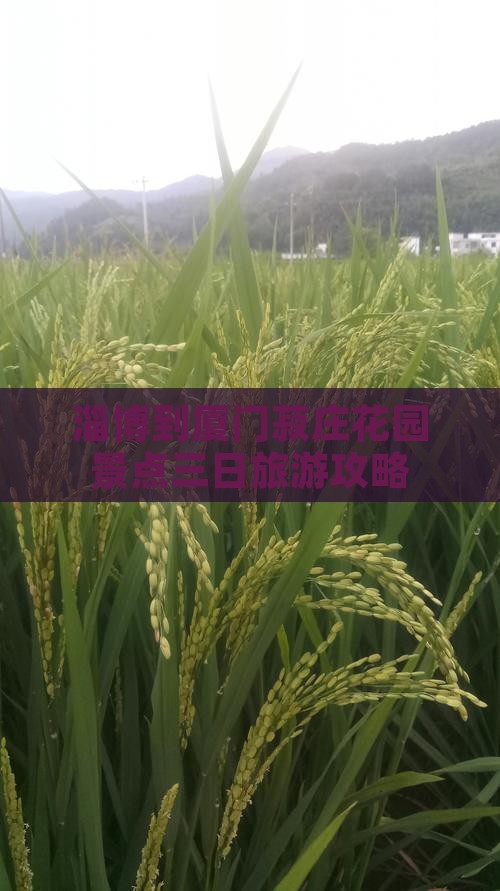 淄博到厦门菽庄花园三日游