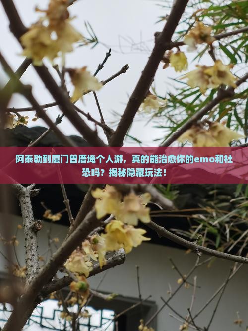 阿泰勒到厦门曾厝埯个人游