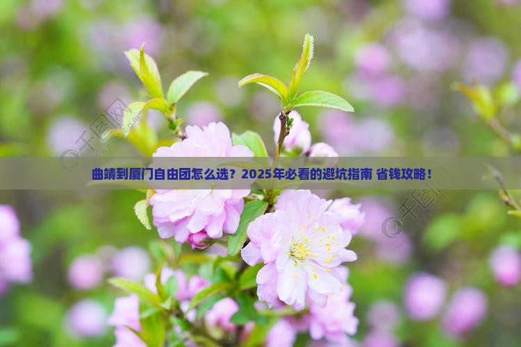 曲靖到厦门自由团