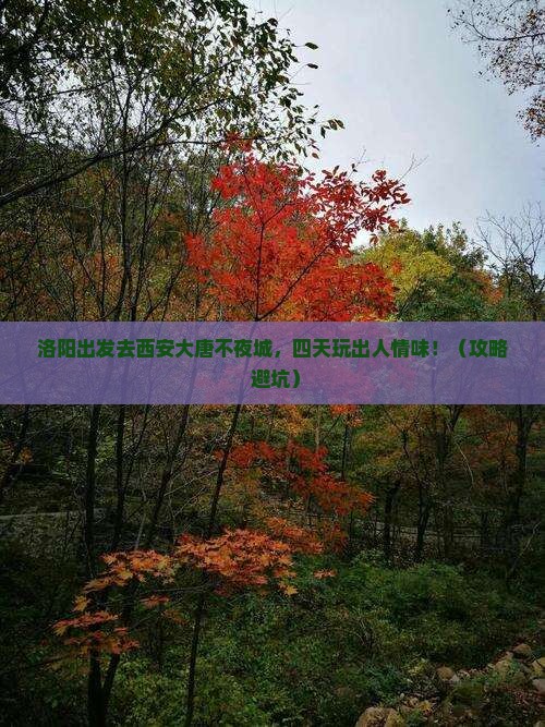 洛阳到西安大唐不夜城四日游