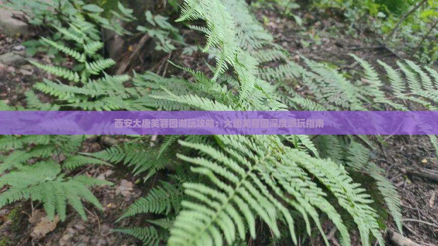漳州去西安大唐芙蓉园哪里玩