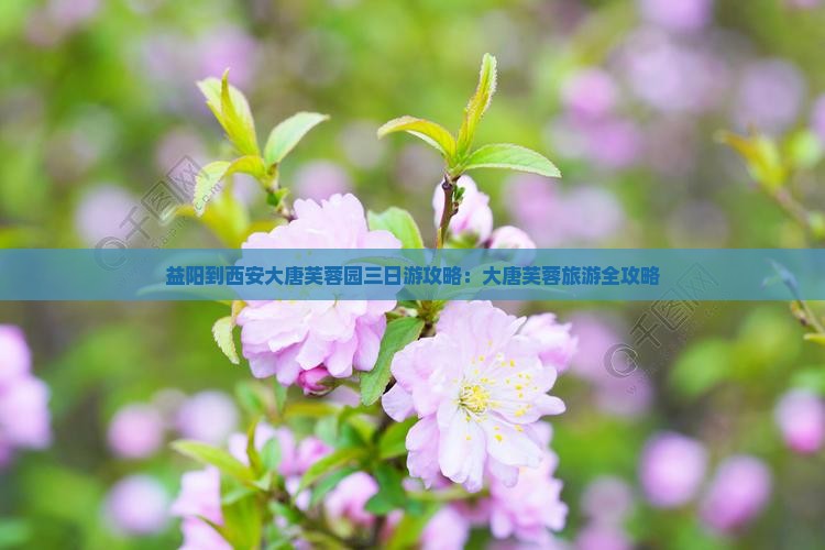 益阳到西安大唐芙蓉园三日游