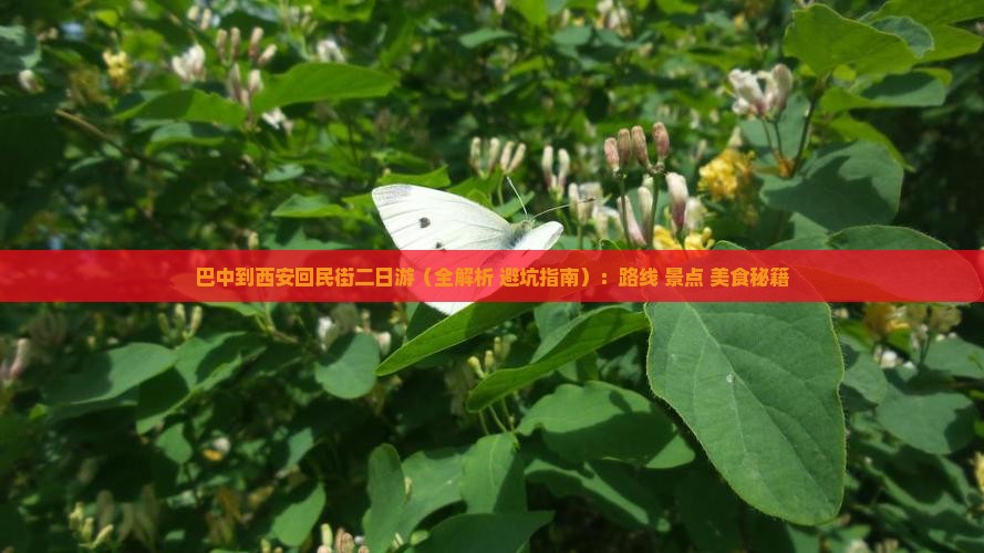 巴中到西安回民街二日游
