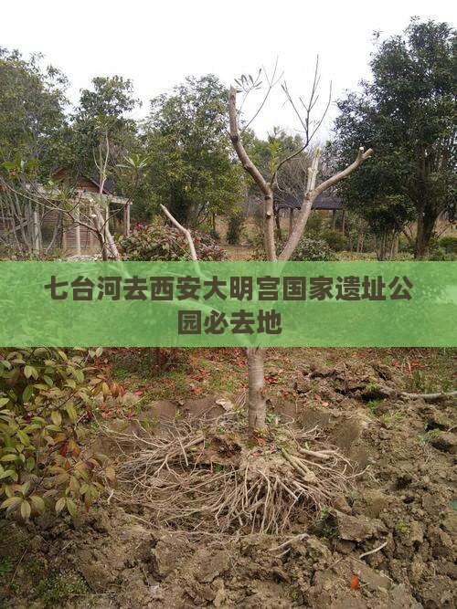 七台河去西安大明宫国家遗址公园必去地