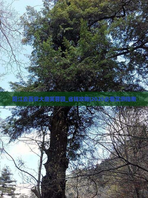 阳江去西安大唐芙蓉园大型旅游团