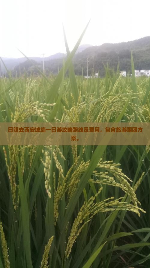 日照去西安城墙一日游