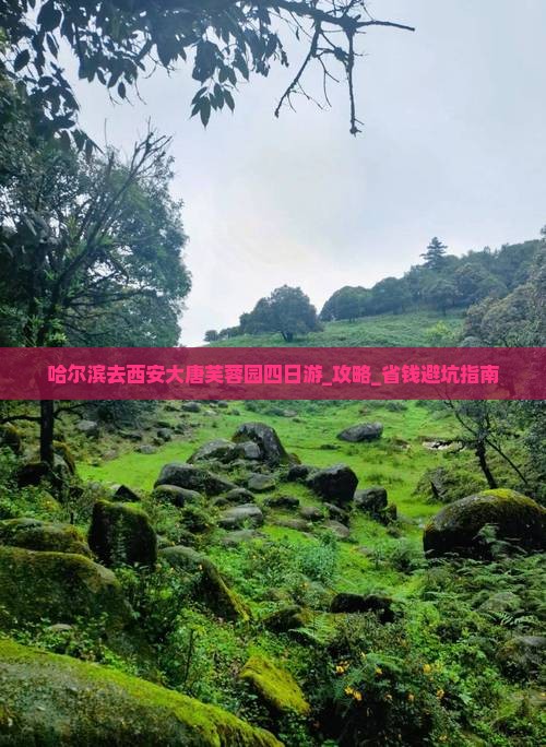 哈尔滨去西安大唐芙蓉园四日游