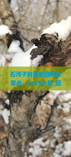 石河子到西安回民街景点