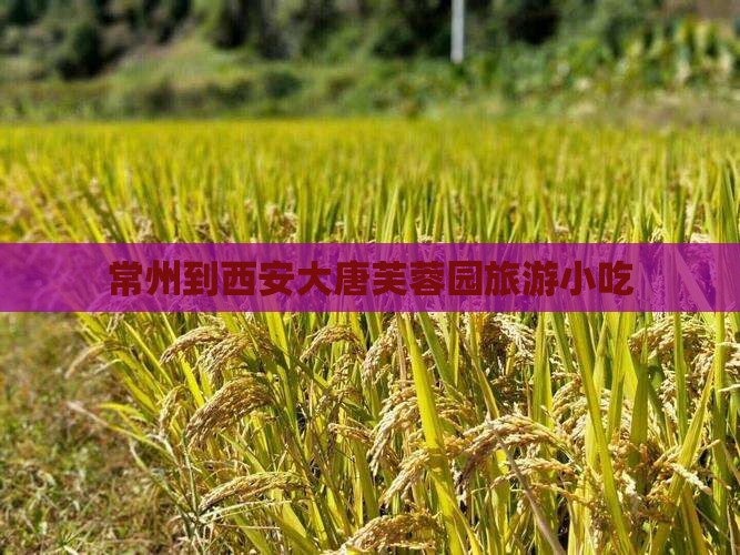 常州到西安大唐芙蓉园旅游小吃