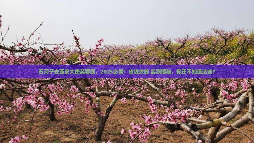 石河子去西安大唐芙蓉园旅游