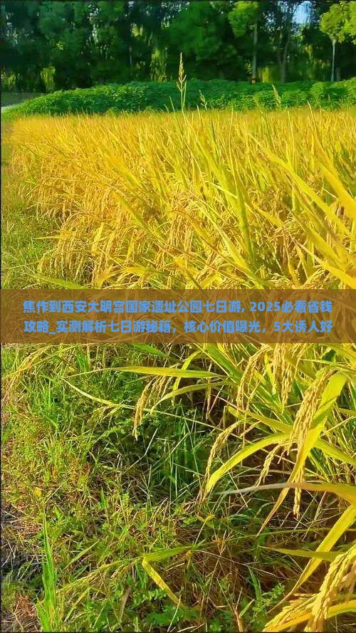 焦作到西安大明宫国家遗址公园七日游